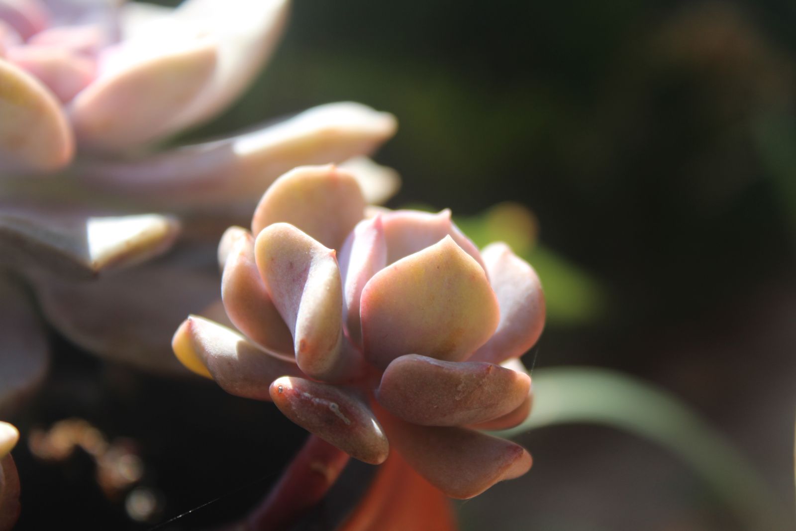 Master's Garden, photo 3