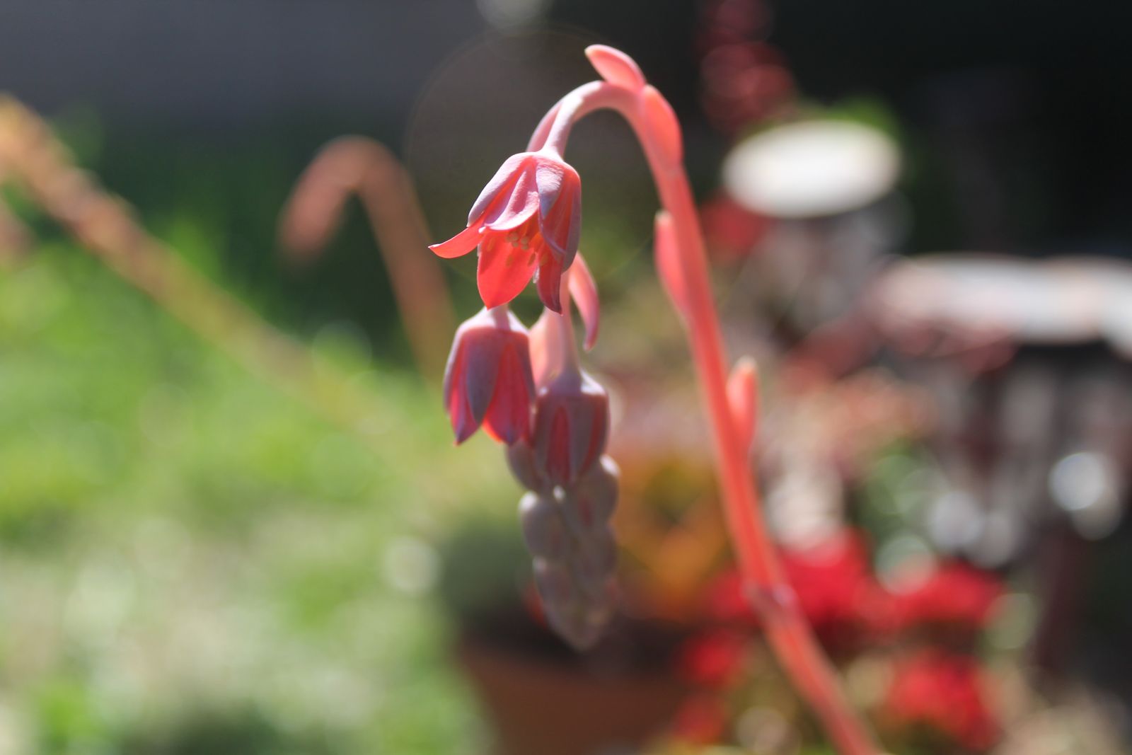 Master's Garden, photo 43