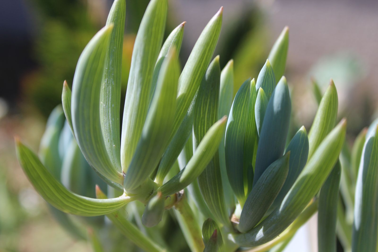 Master's Garden, photo 75