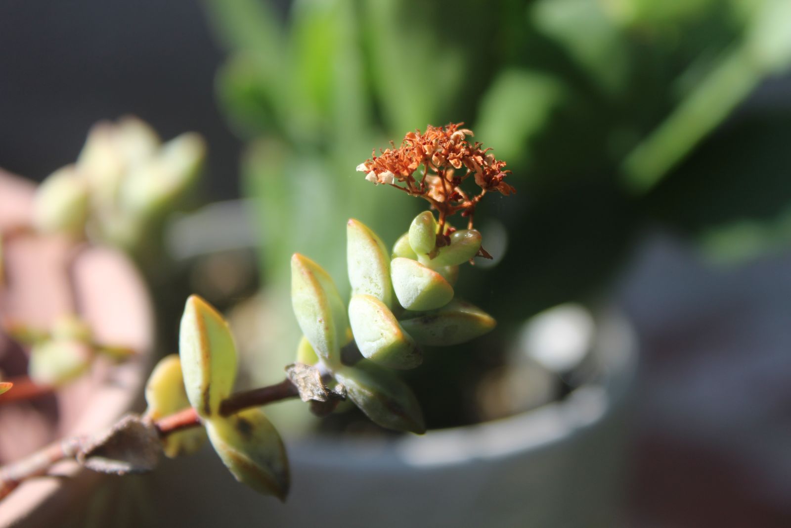Master's Garden, photo 8