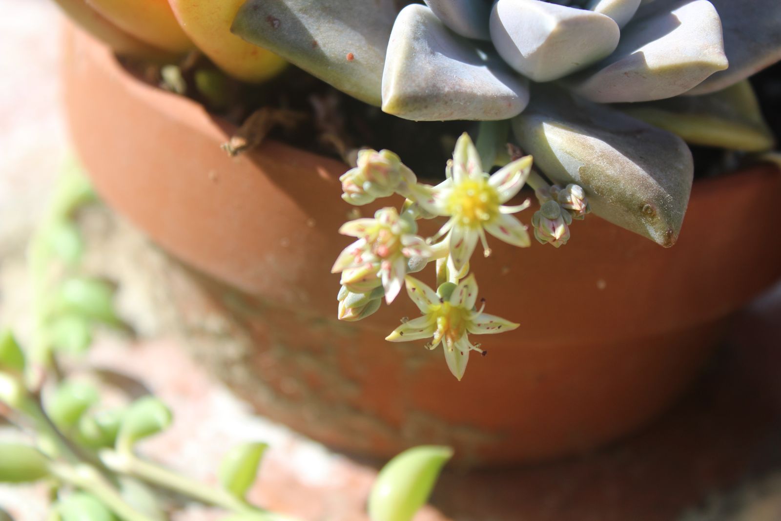 Master's Garden, photo 23
