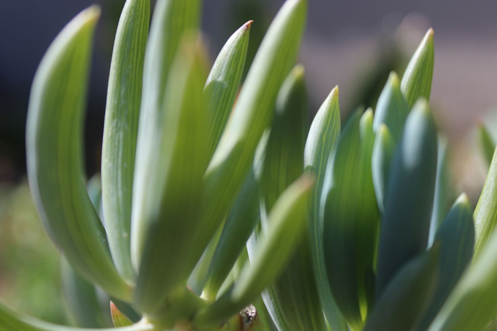 Master's Garden, photo 74
