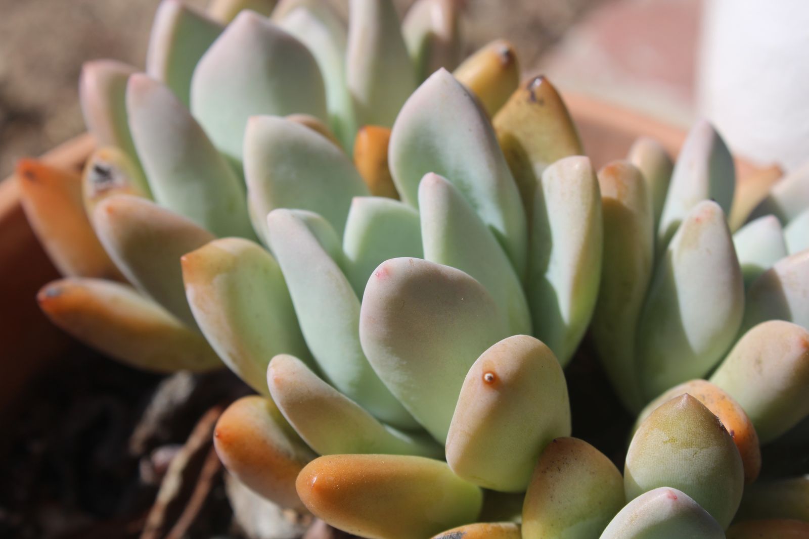 Master's Garden, photo 67