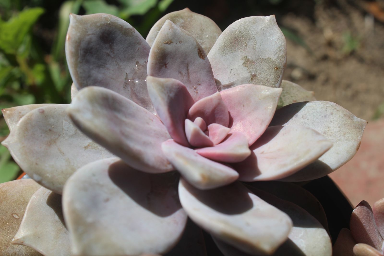 Master's Garden, photo 71