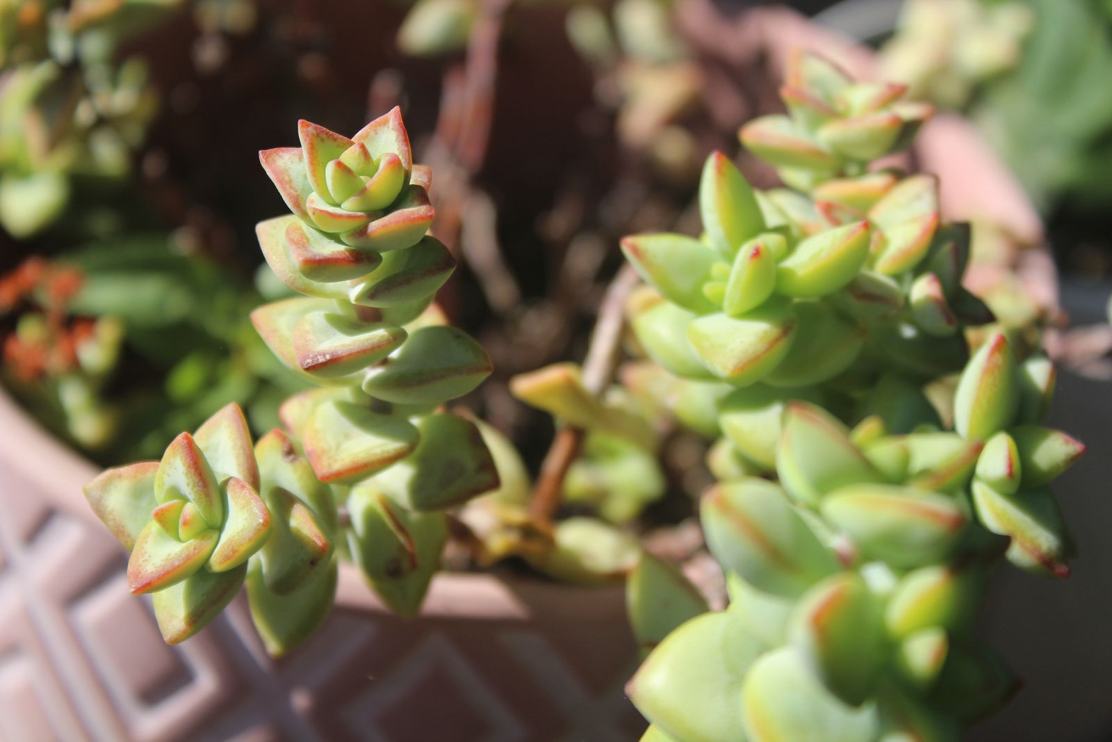 Master's Garden, photo 11