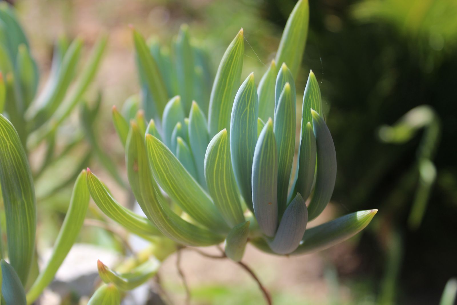 Master's Garden, photo 60