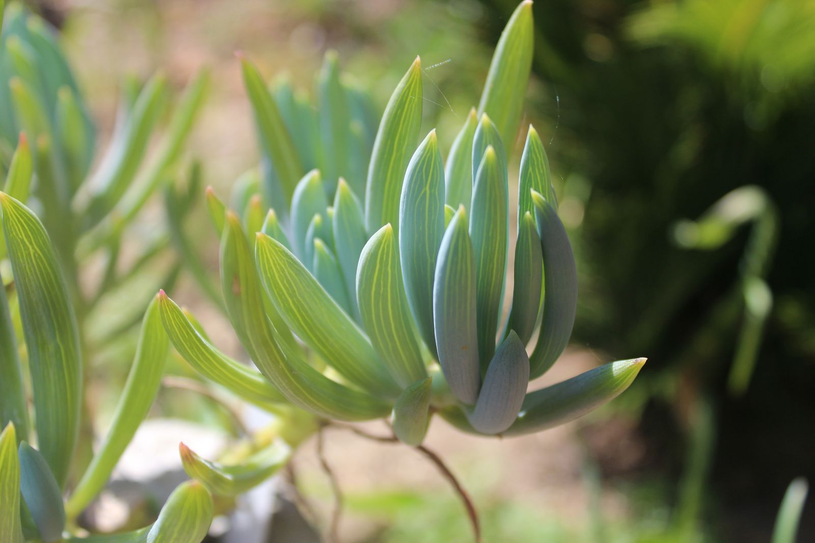 Master's Garden, photo 59