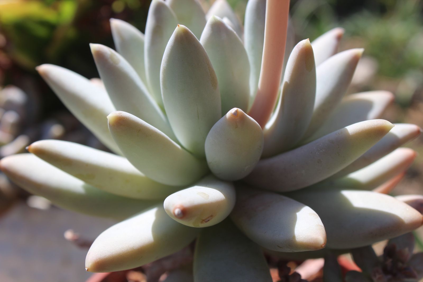 Master's Garden, photo 80