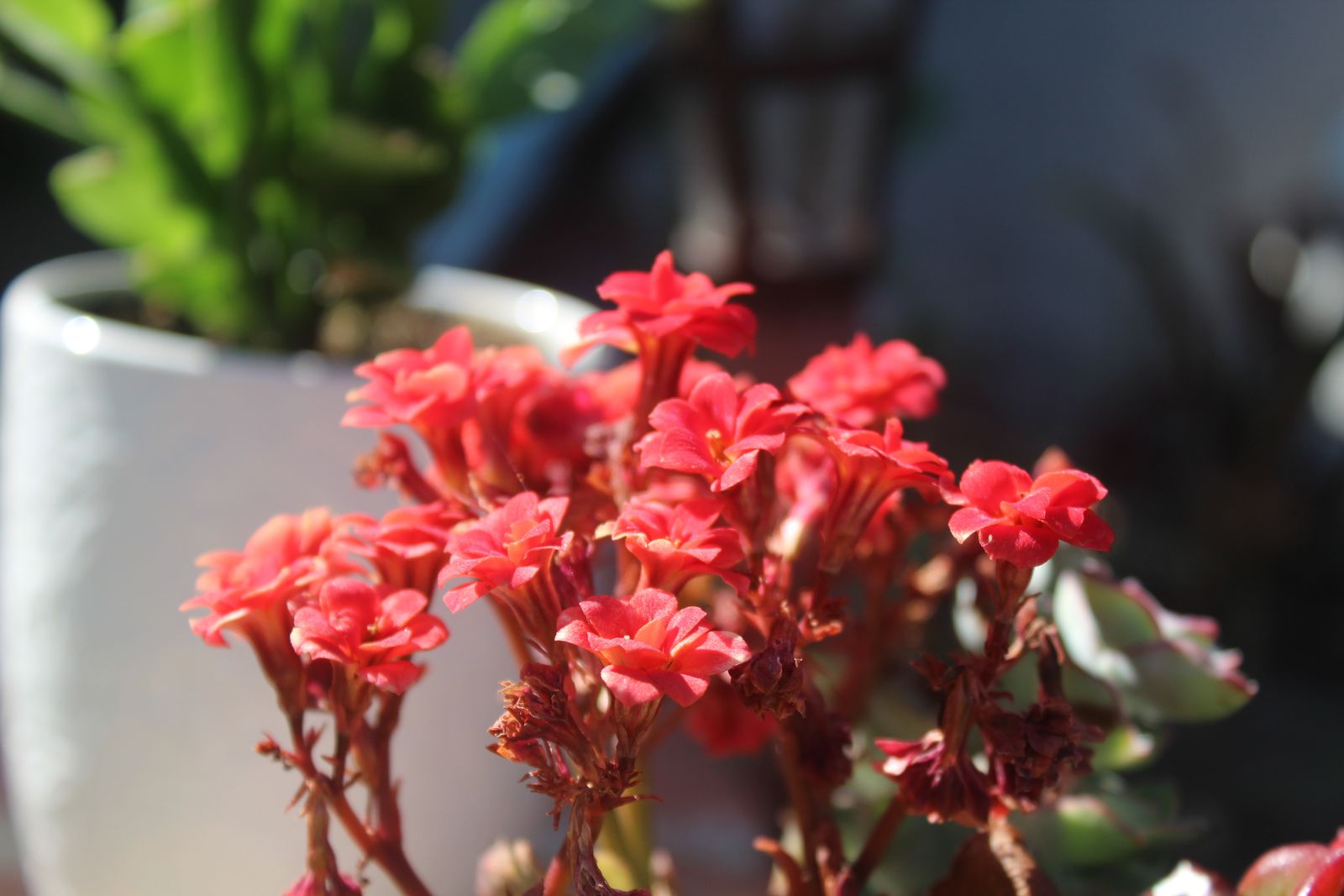 Master's Garden, photo 19