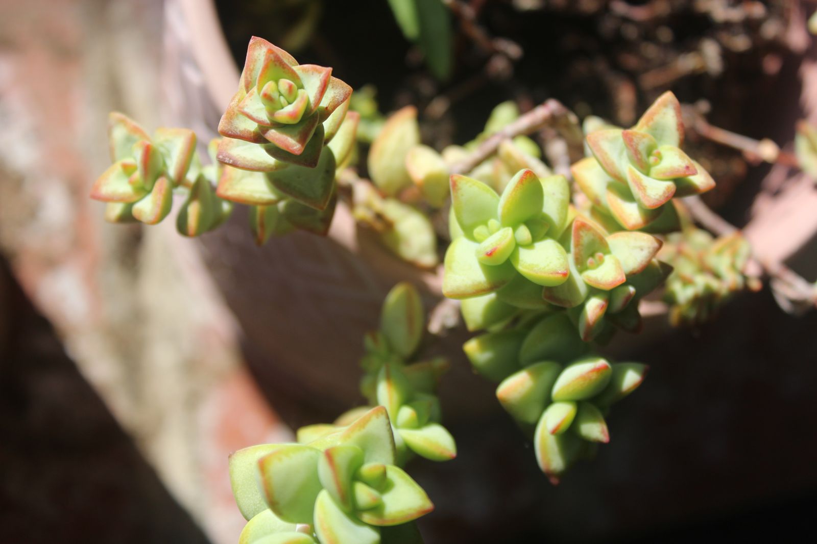 Master's Garden, photo 7