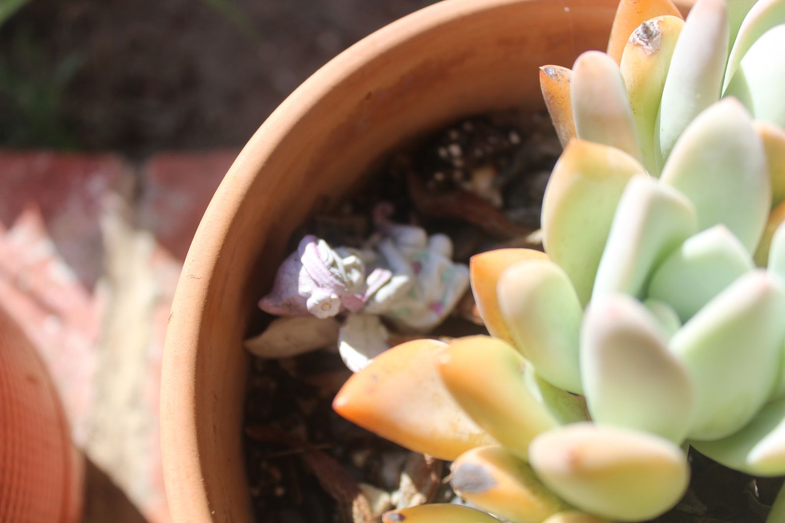 Master's Garden, photo 5