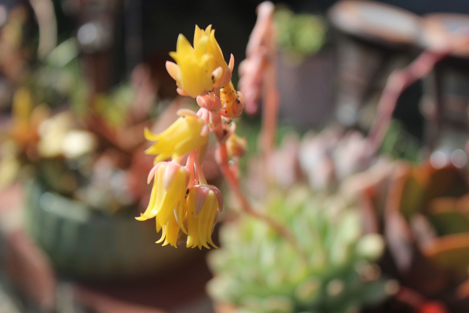 Master's Garden, photo 56
