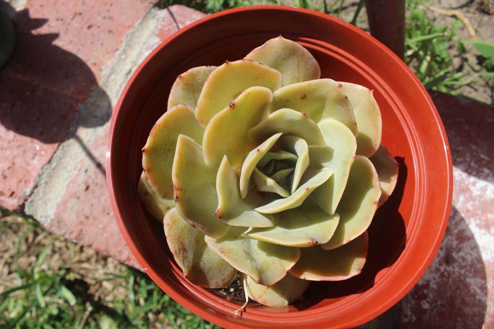 Master's Garden, photo 86