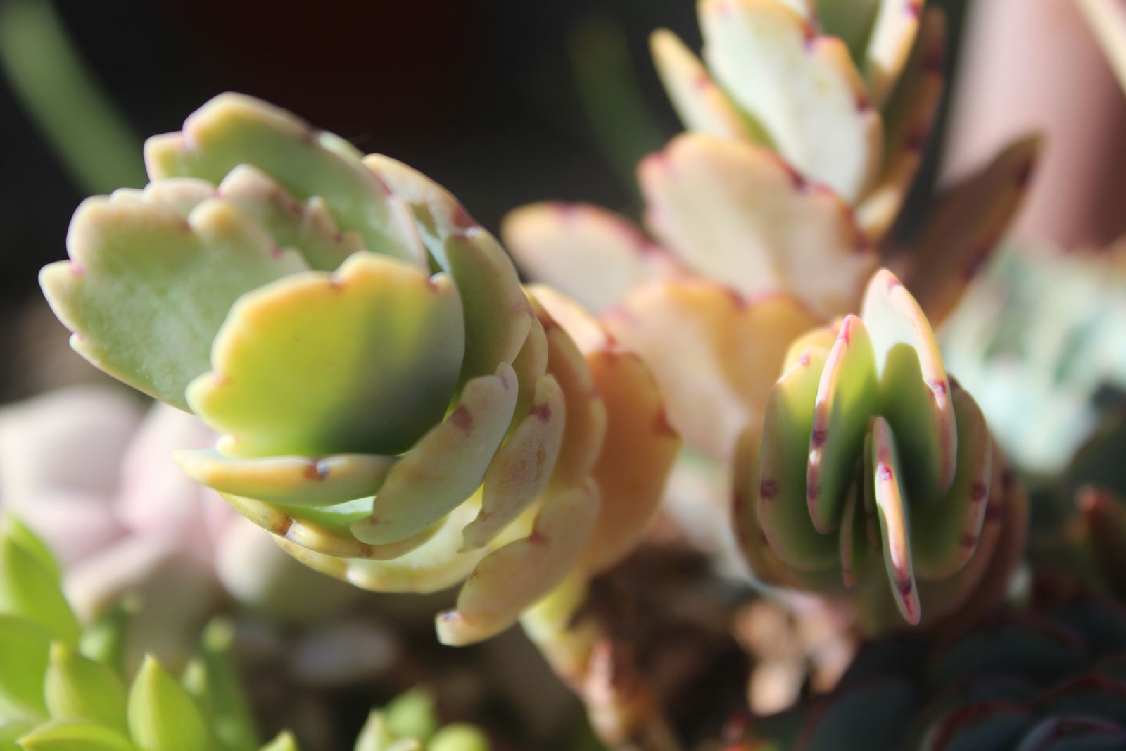 Master's Garden, photo 28
