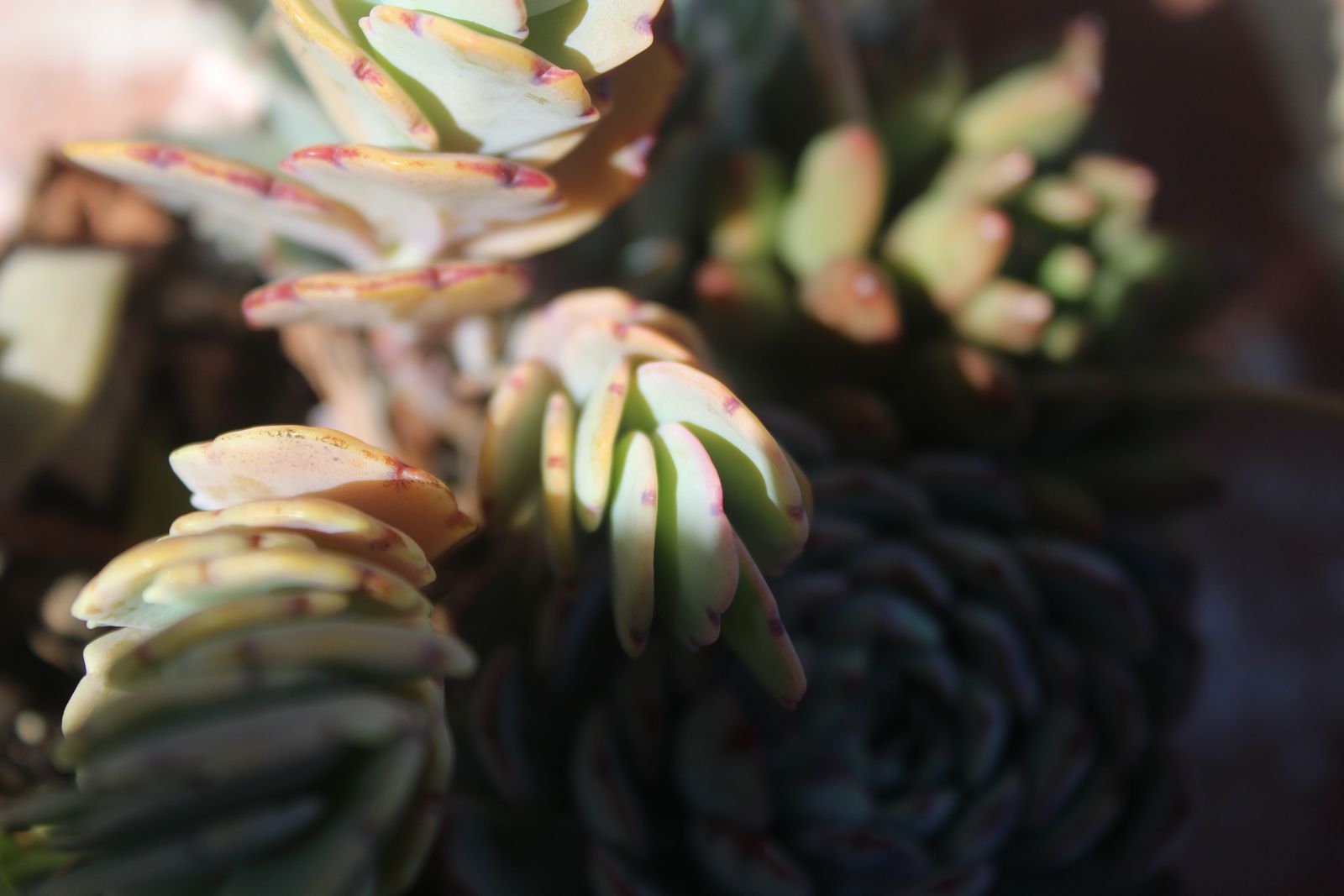 Master's Garden, photo 51