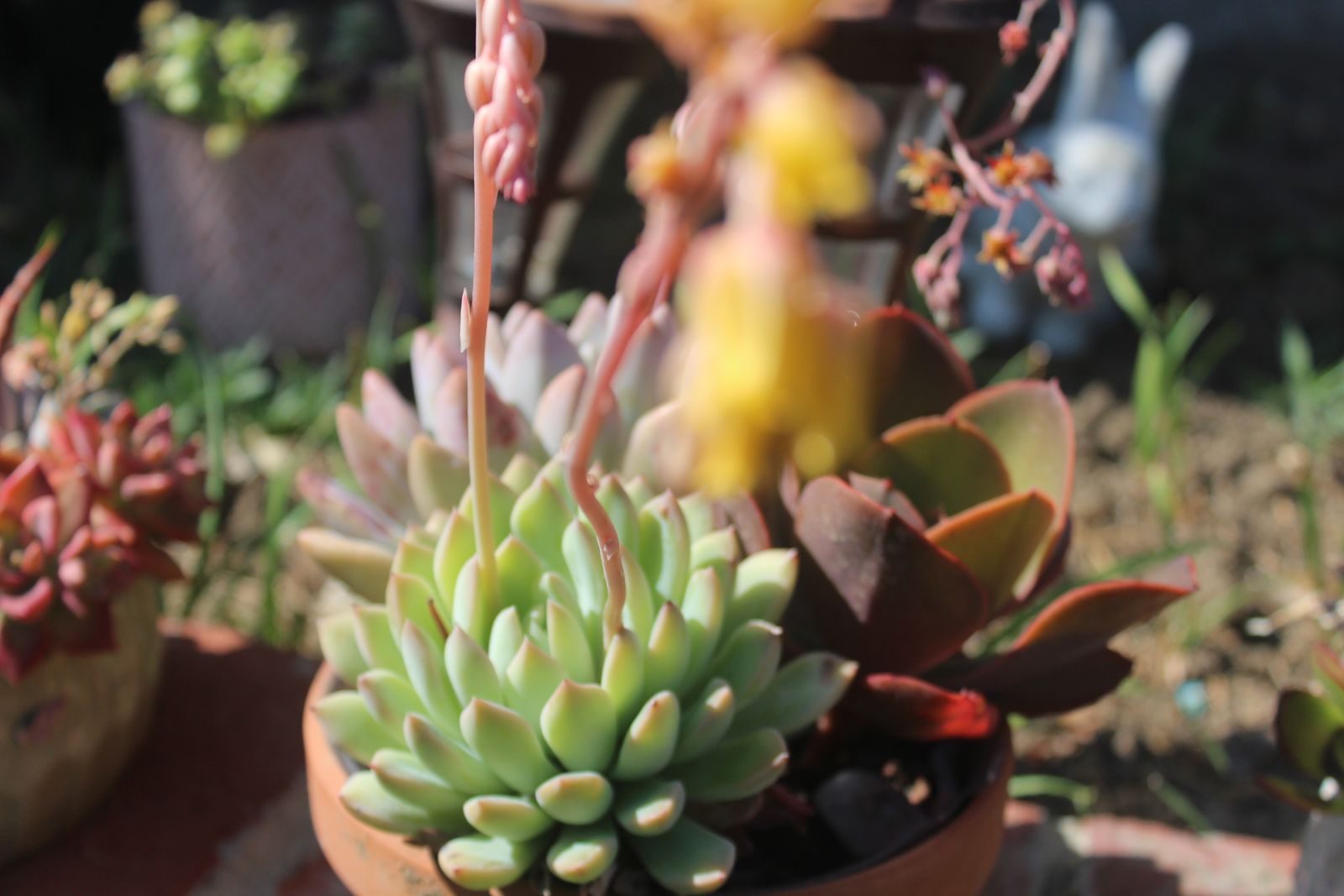 Master's Garden, photo 54