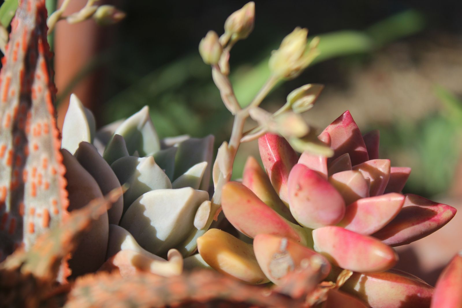 Master's Garden, photo 30