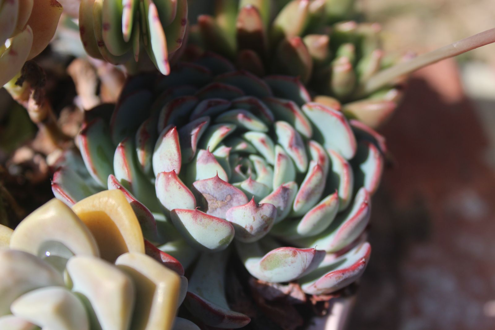 Master's Garden, photo 48