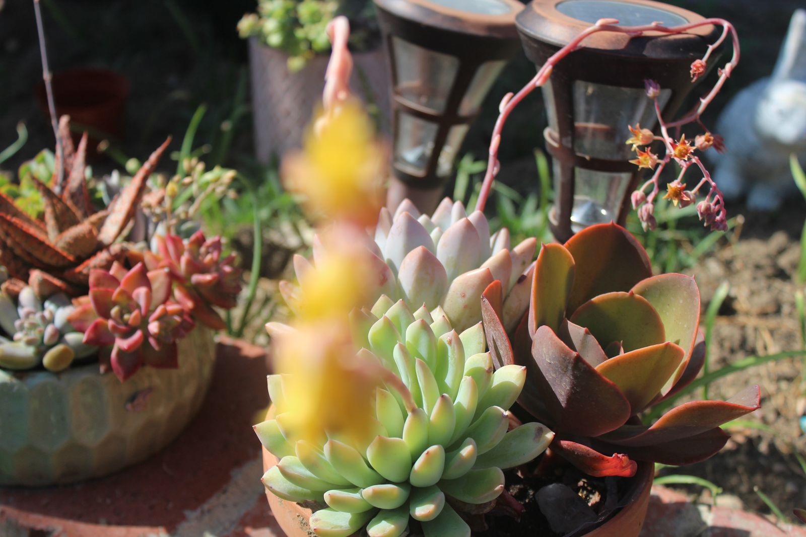 Master's Garden, photo 58