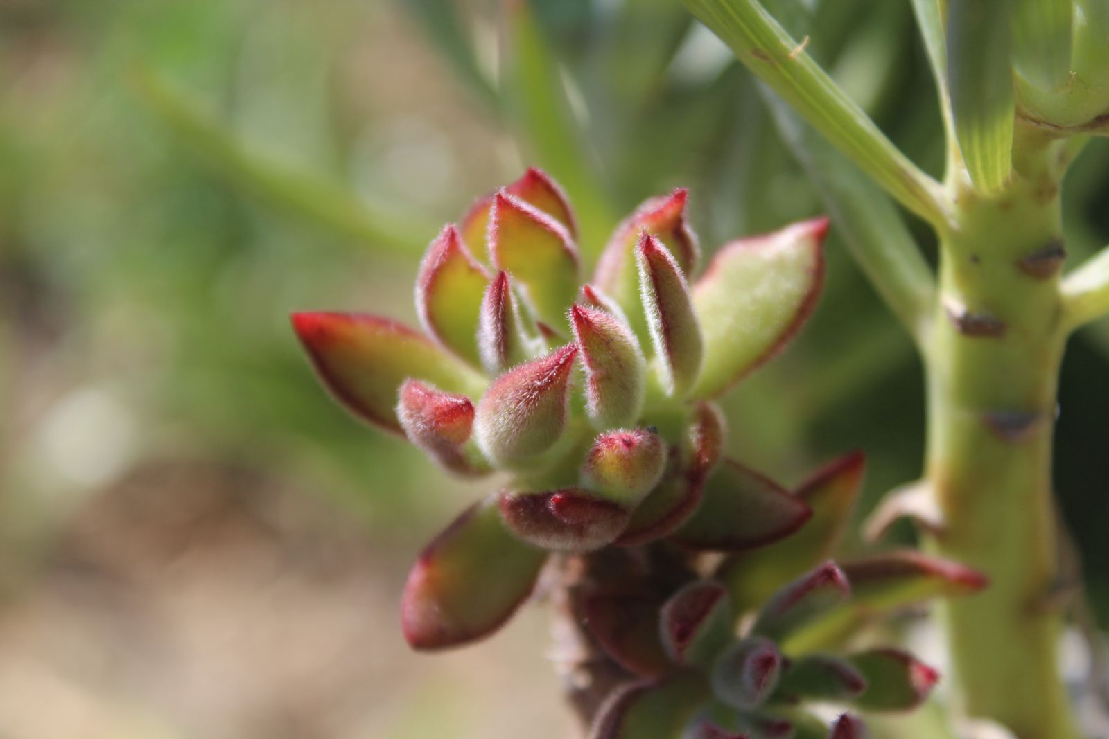 Master's Garden, photo 76