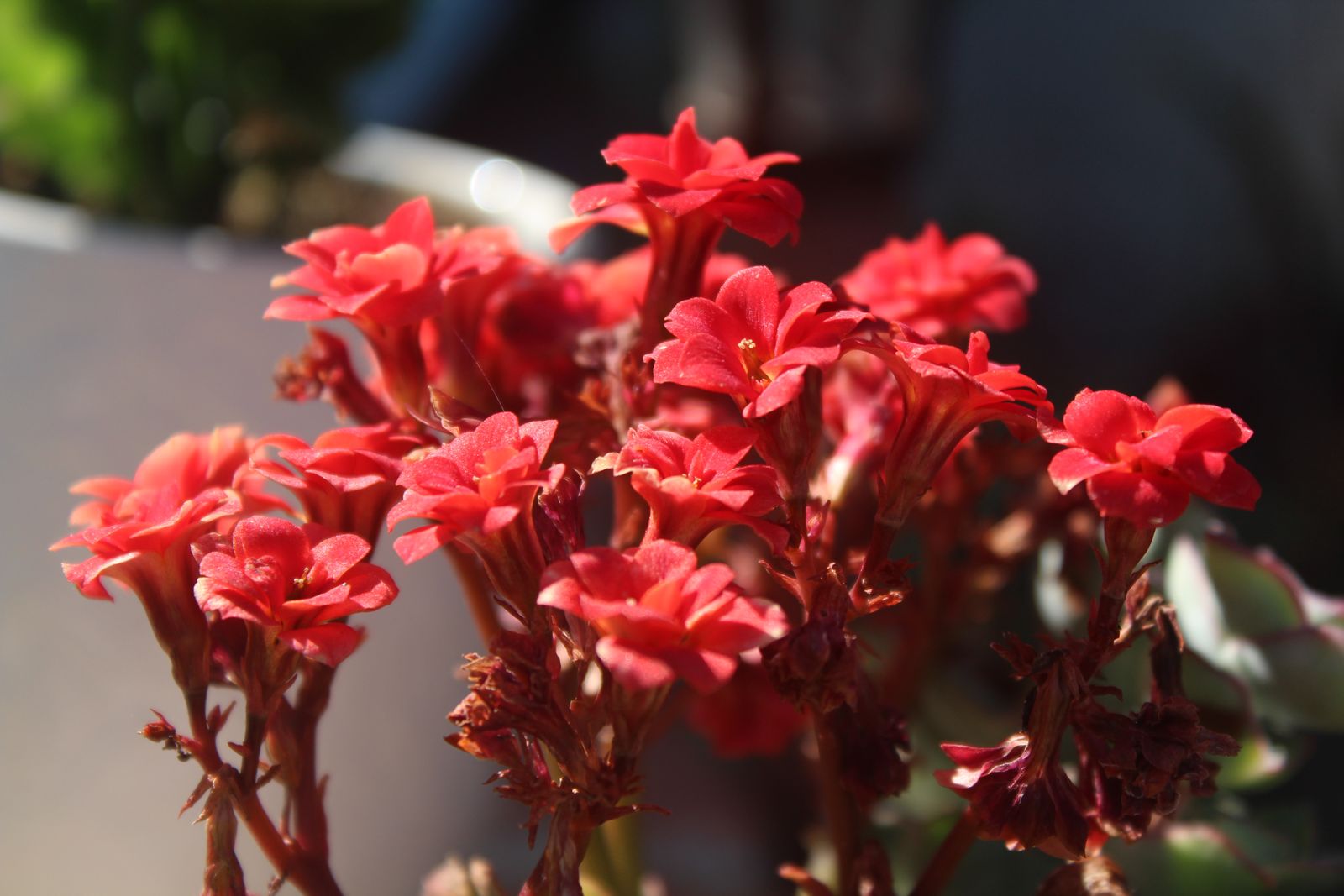 Master's Garden, photo 17