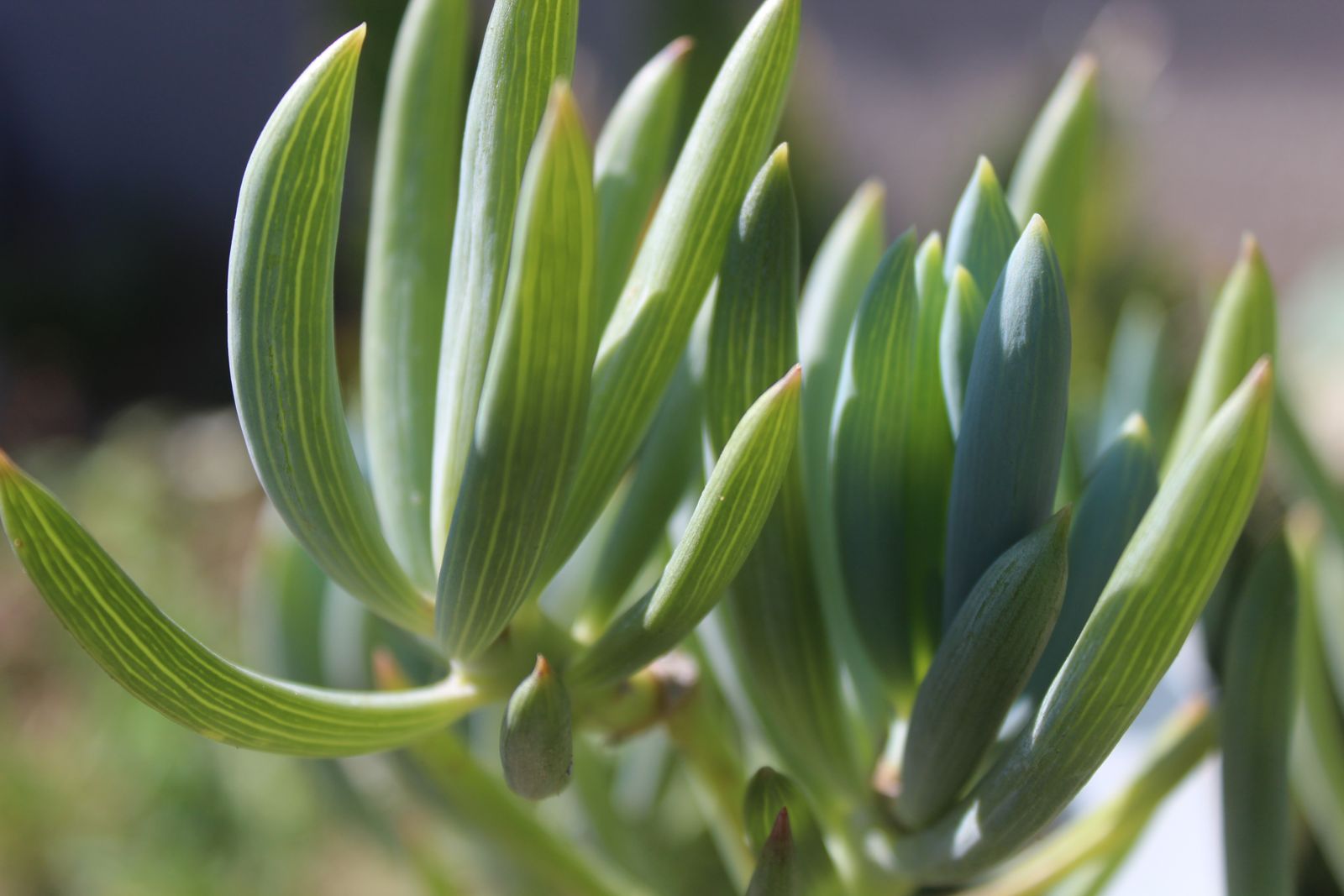 Master's Garden, photo 73
