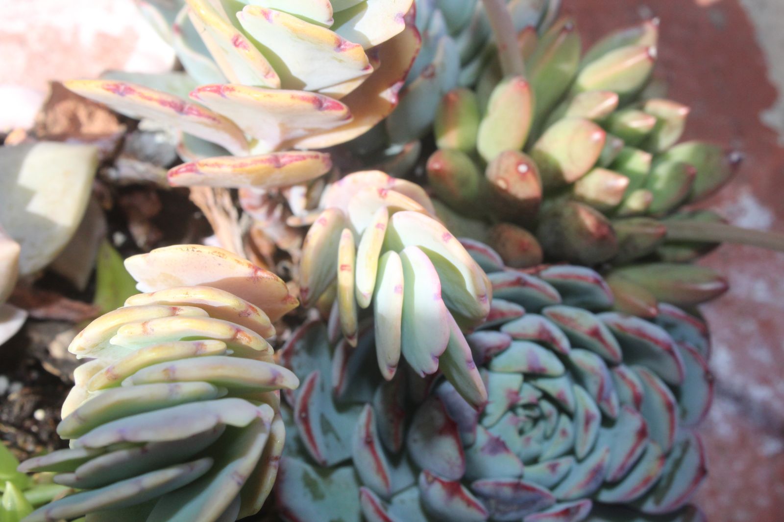 Master's Garden, photo 52