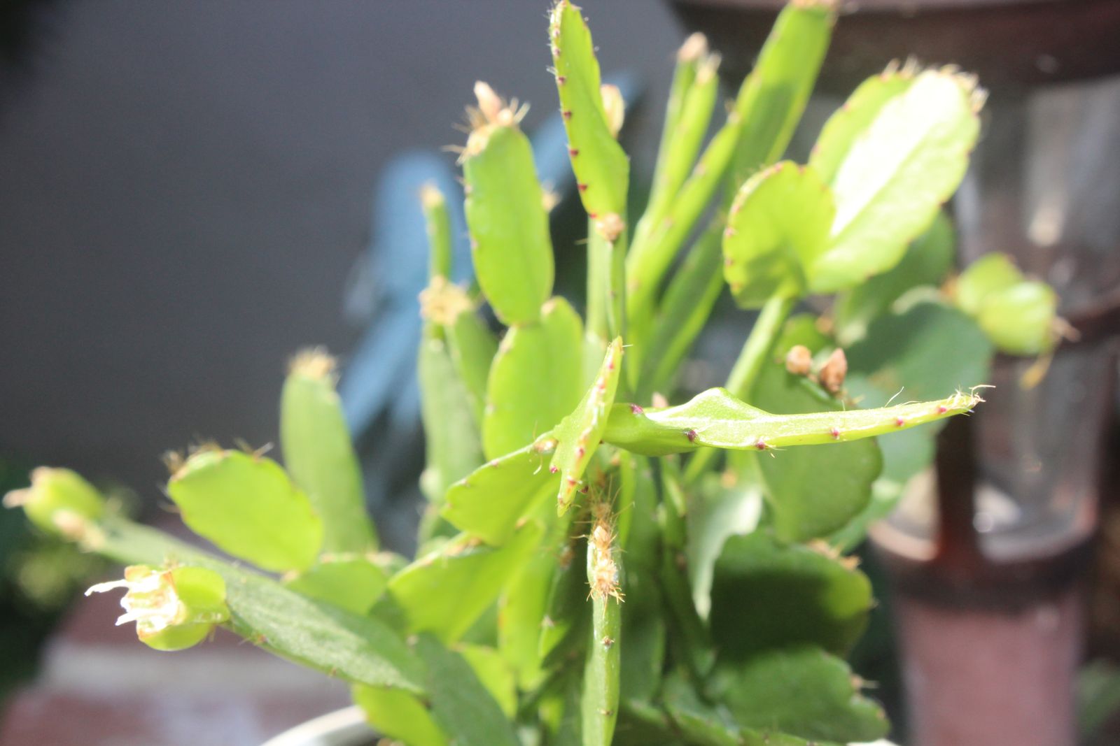Master's Garden, photo 14