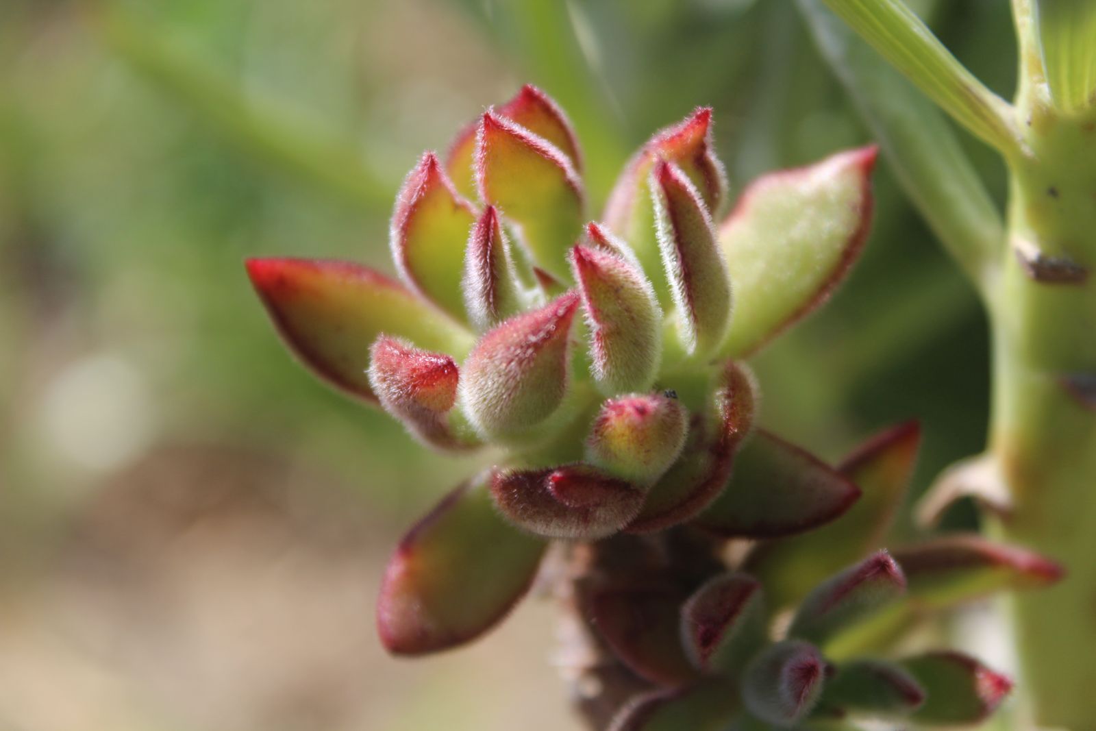 Master's Garden, photo 77