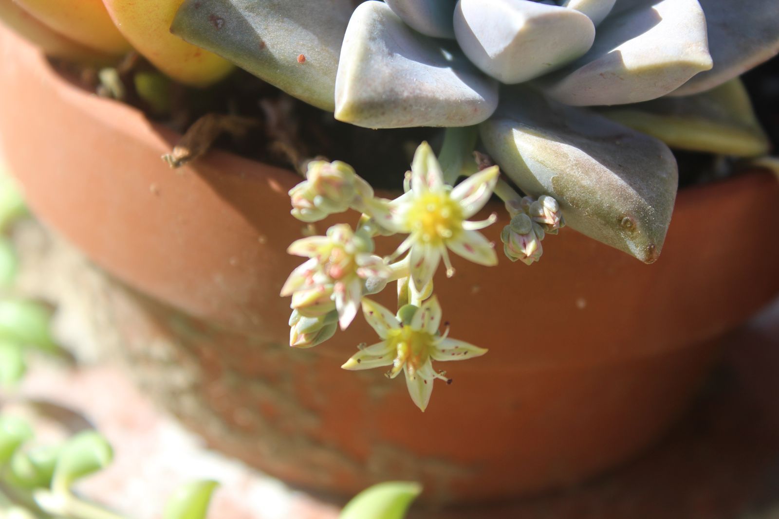 Master's Garden, photo 20