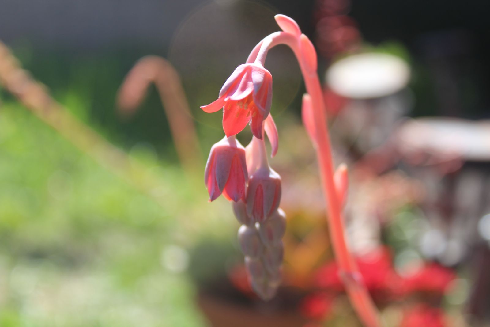 Master's Garden, photo 41