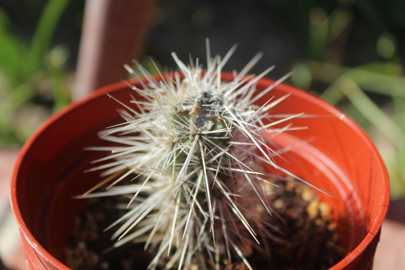 Master's Garden, photo 46