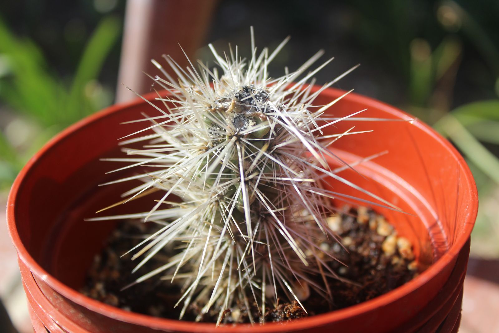 Master's Garden, photo 45