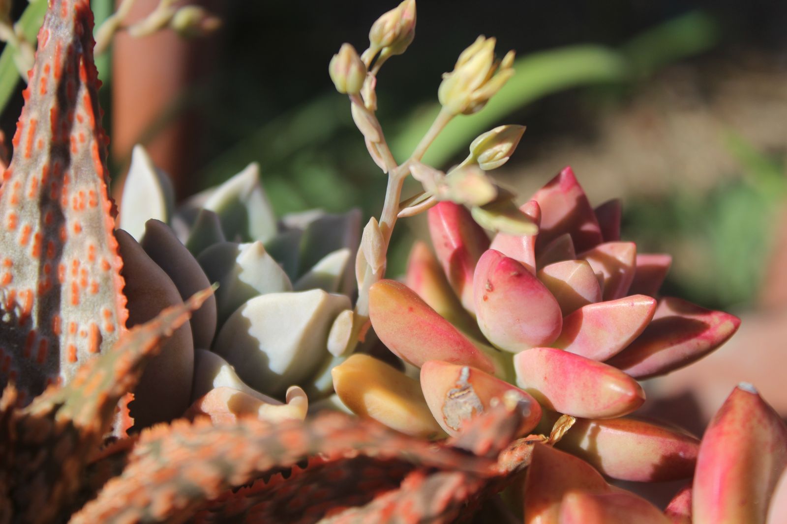 Master's Garden, photo 31
