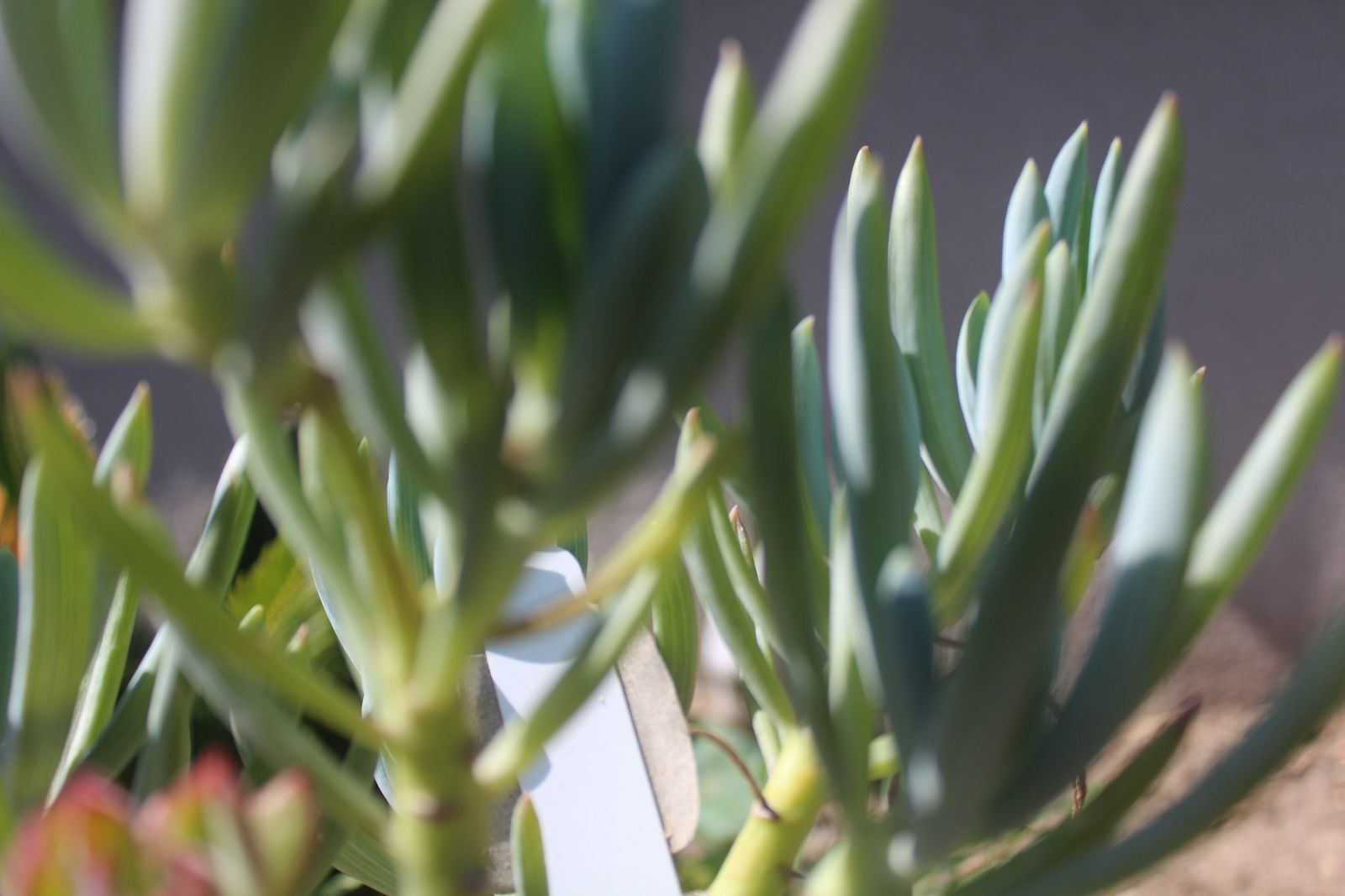Master's Garden, photo 72