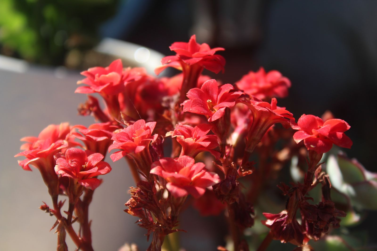 Master's Garden, photo 18
