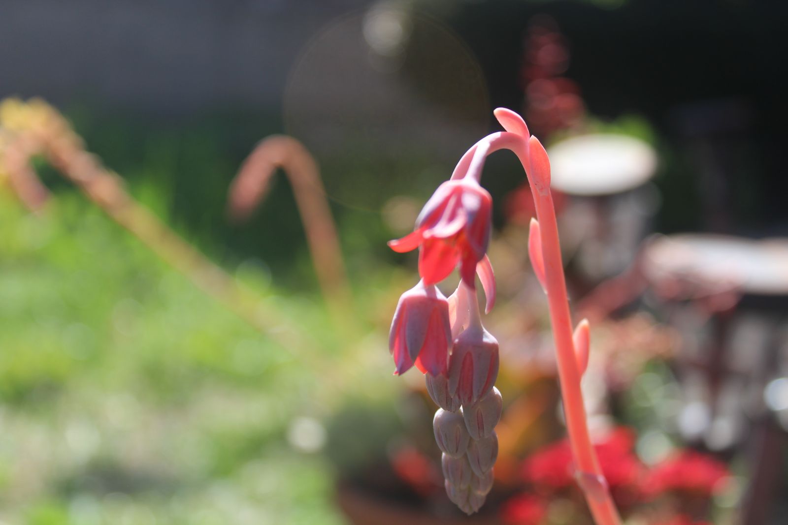 Master's Garden, photo 40