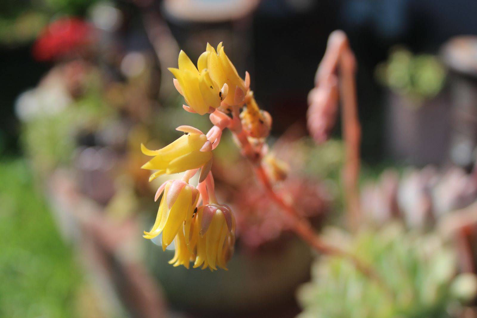 Master's Garden, photo 57