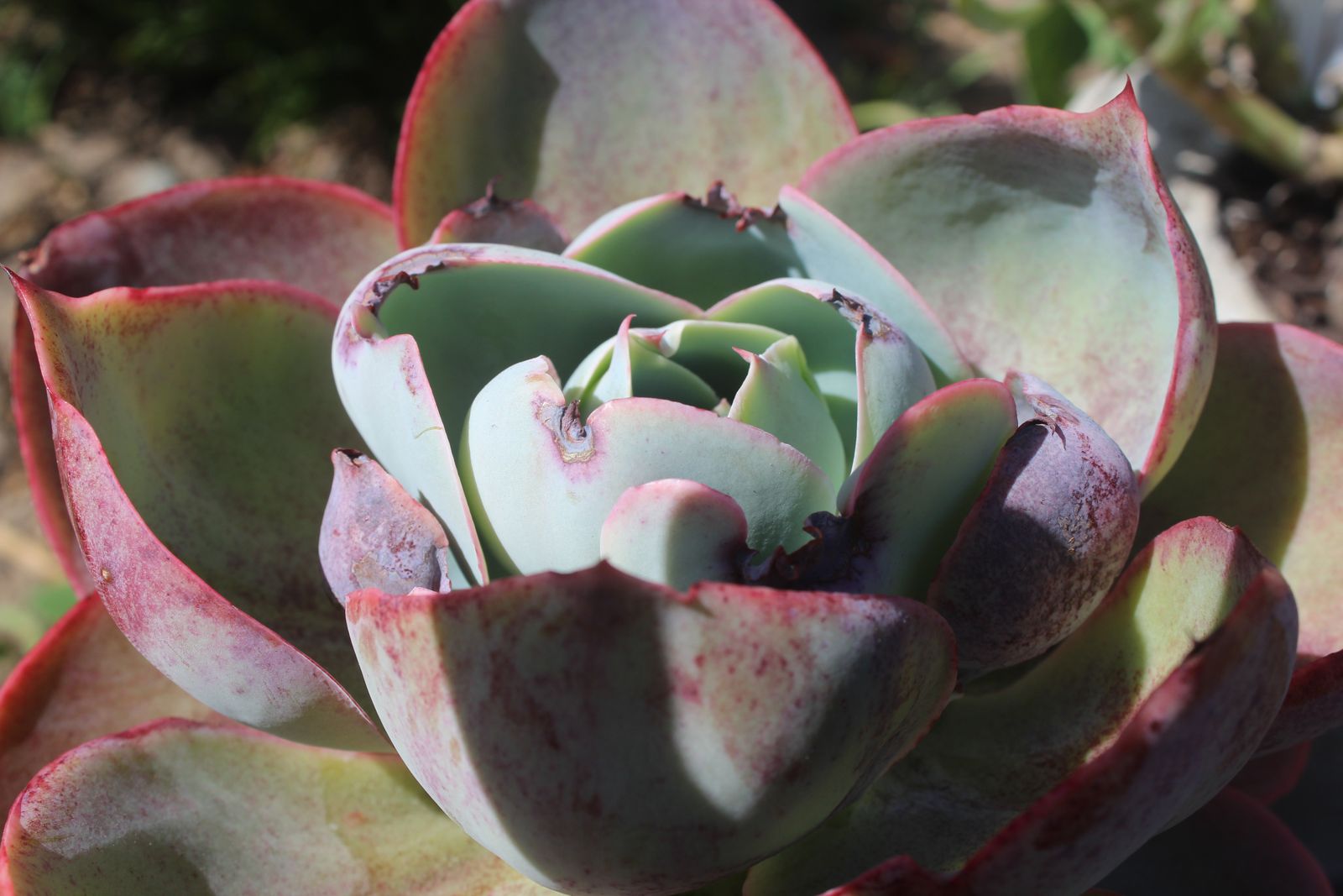 Master's Garden, photo 84