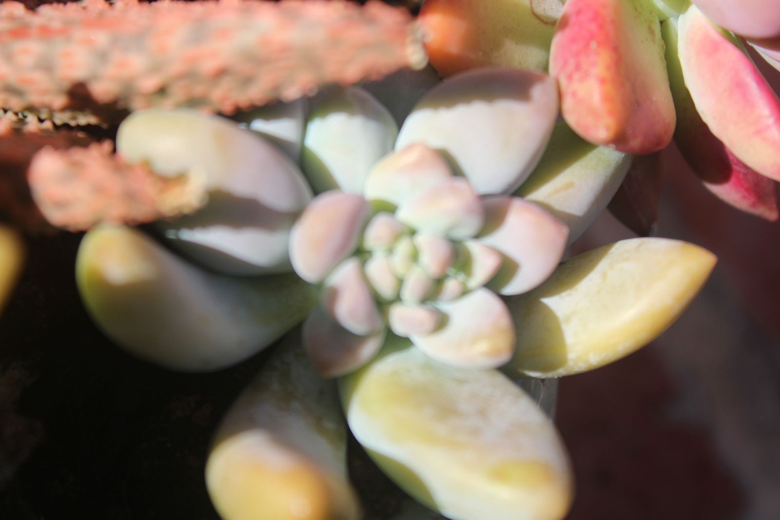 Master's Garden, photo 34