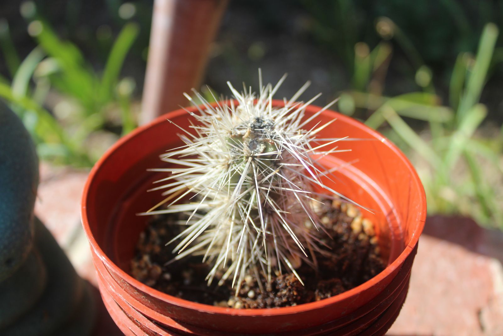Master's Garden, photo 47