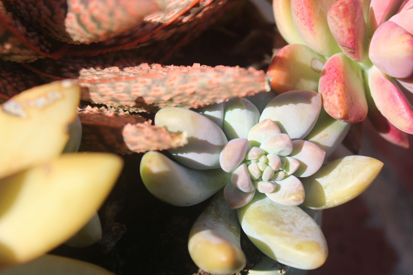 Master's Garden, photo 36