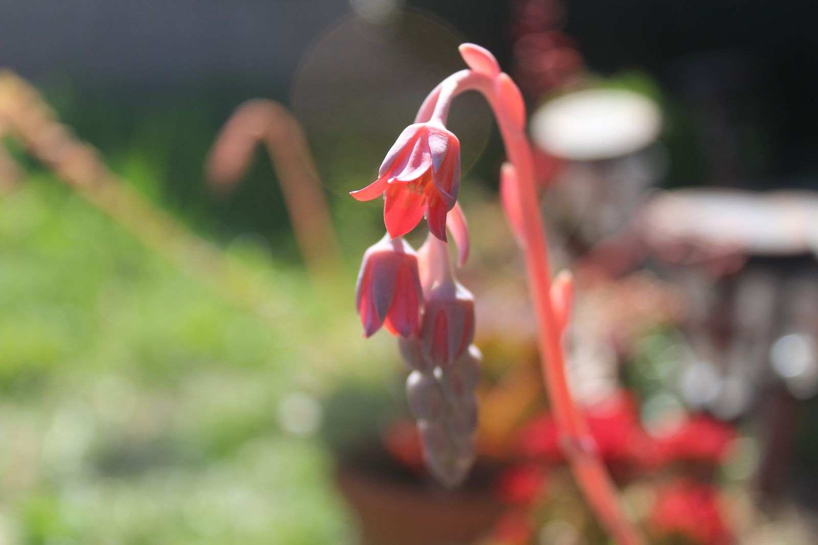 Master's Garden, photo 42