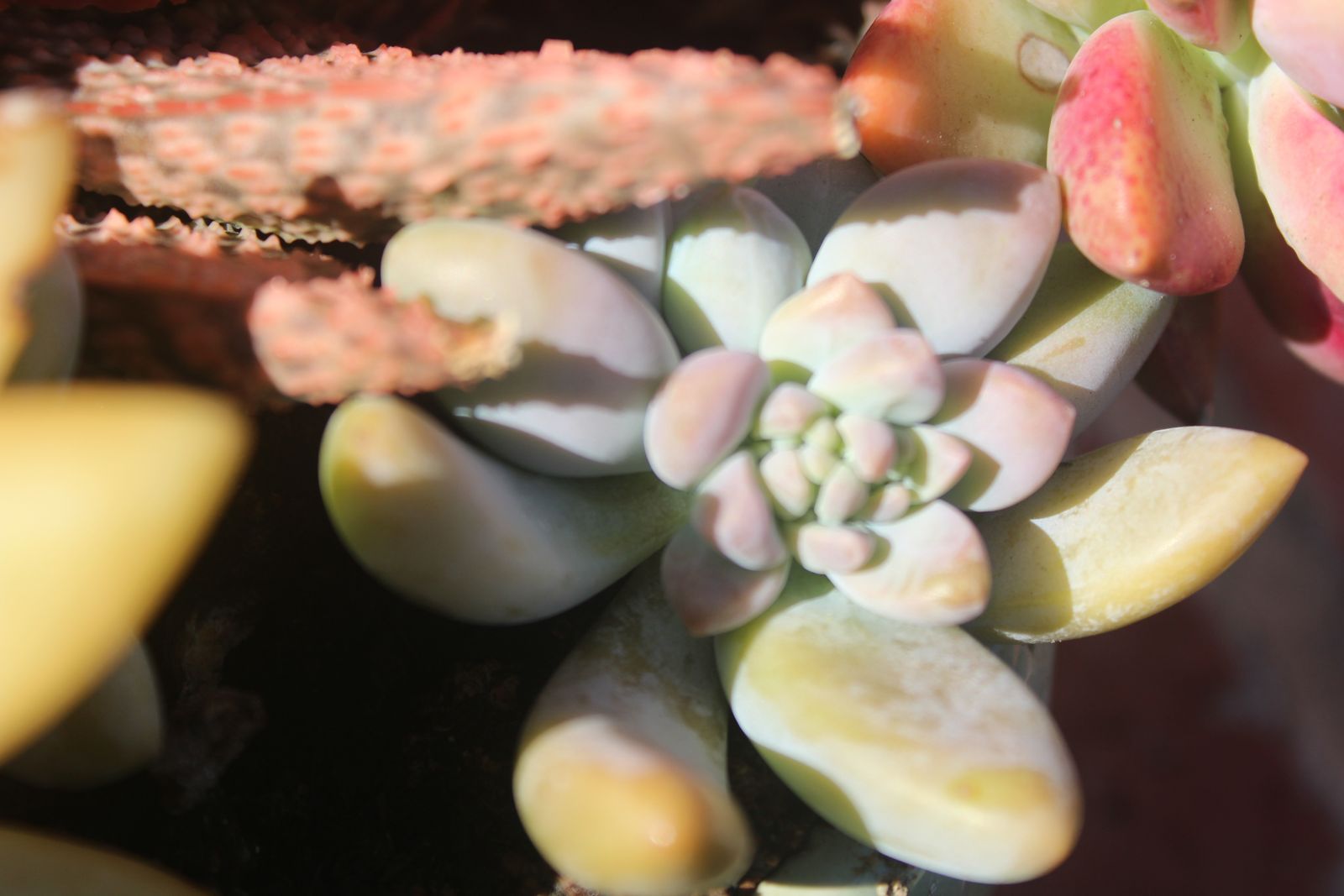 Master's Garden, photo 35