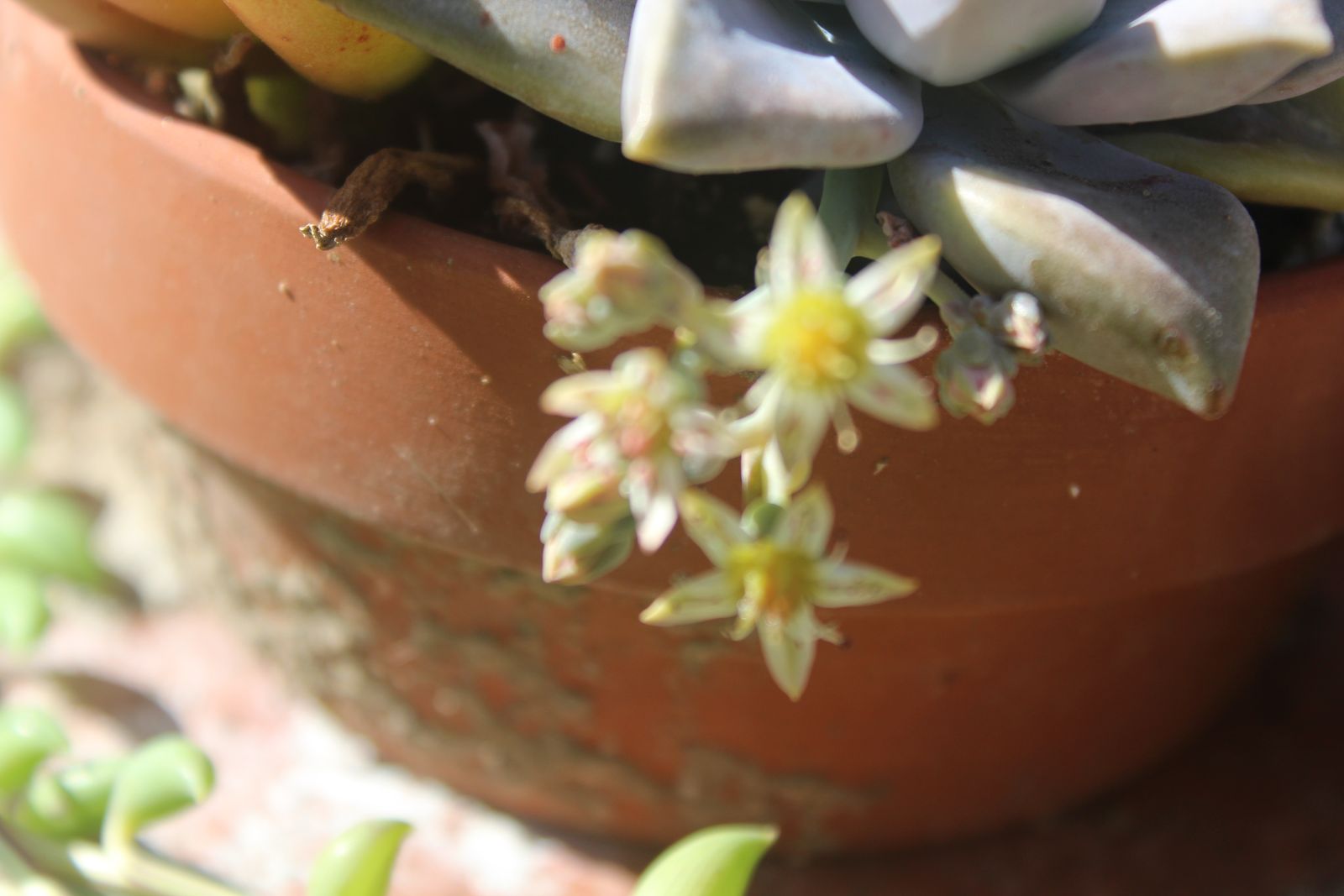 Master's Garden, photo 22