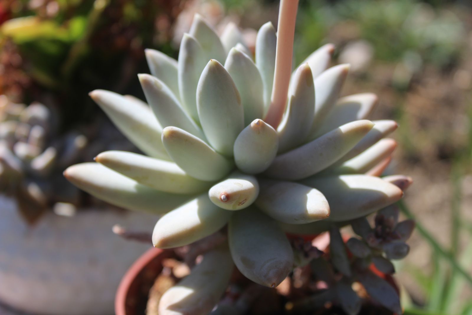 Master's Garden, photo 79