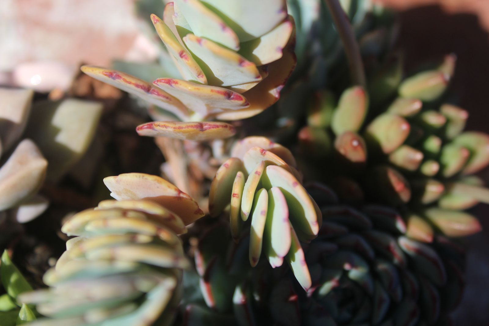 Master's Garden, photo 53