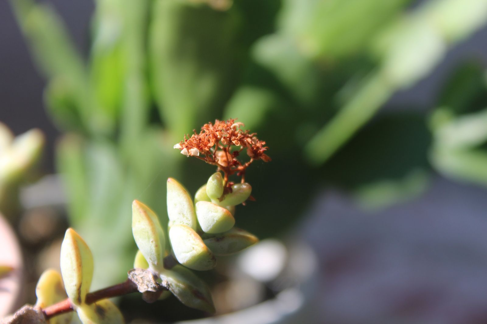 Master's Garden, photo 9