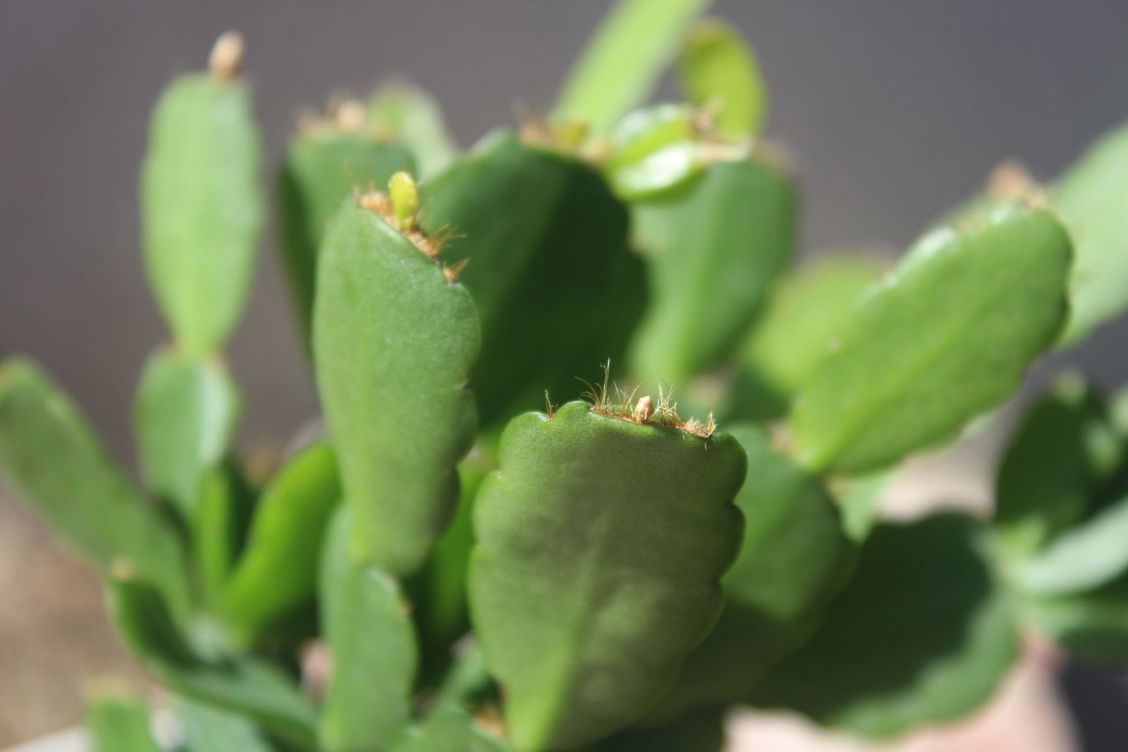 Master's Garden, photo 62