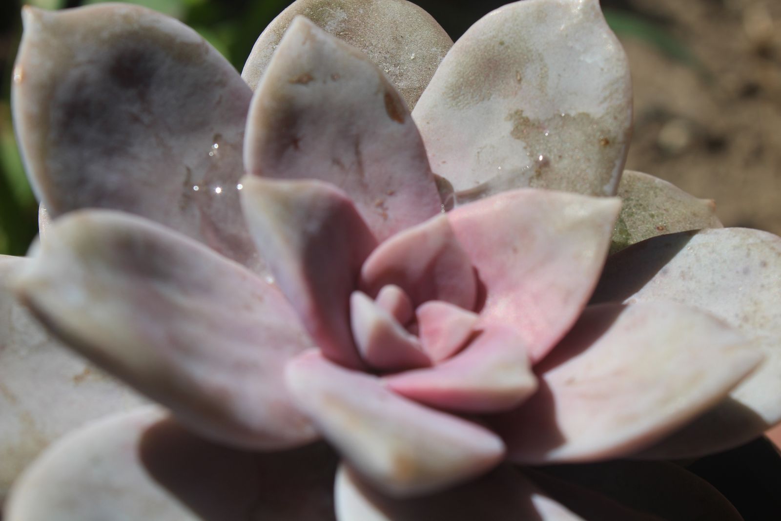 Master's Garden, photo 69